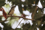 Streaked Flycatcher portfolio