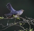 Male Cuckoo