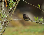 Black Phoebe in the rain, El Silencio Lodge, Costa Rica