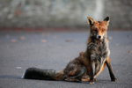 Urban fox sat in the middle of a Bristol Road_09431