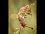 pair of harvest mice