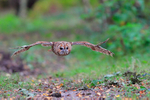 Tawny Owl in flight along a woodland path