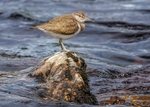 Common Sandpiper