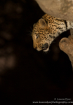 Leopard descent