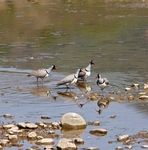 Ibisbills