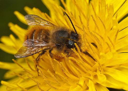 Male feeding in a dandelion ([i]Taraxacum officinale[/i]) flower. Warwickshire, May 2012.