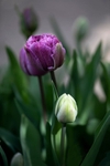 IMG_7000 v3