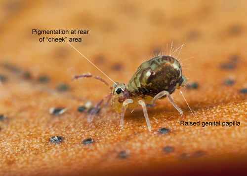 Male, on the underside of a fallen leaf. Warwickshire, November 2012. Note raised genital papilla and pigmentation at…