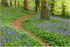 Bluebell Tracks, Portglenone (IMG1265)