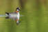 Red-necked Phalarope reflection, Iceland