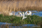 Whooper Swan & Mute Swans ready to roost