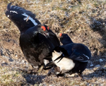 Black Grouse - Tetrao tetrix