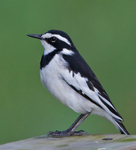 African Pied Wagtail portfolio