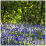 Bluebells Portglenone (IMG0638)