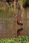 Glossy Ibis standing in water, Wakodahatchee Wetlands, Florida