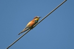 European Bee-eater