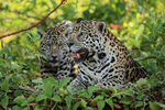 Jaguar mother joined by cub, Rio Sao Lourenco, Mato Grosso, Brazil