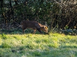 Reeves' Muntjac