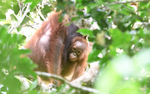 Orang-outans