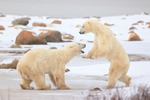 Polar Bear (male) sparring match, Churchill, Canada
