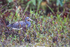 Tricolored Heron looking for food, Harns Marsh, Florida