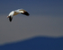 Adult Snow Goose, Bosque del Apache, New Mexico