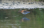 Black-tailed Godwit