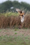 Harrier Attack,county Louth