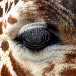 Giraffe - eye