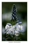 Veronica gentianoides