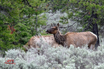 3HPhotography5-20-25_GTNP_426_