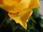 Rose Petal Point