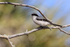 Loggerhead Shrike perched, Fort De Soto Park, Florida