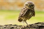 Burrowing Owl