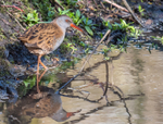Water Rail