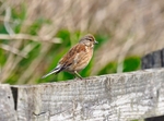 Linnet