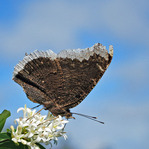 A Mourning Cloak Butterfly feeding on wild privet
