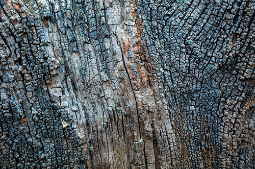 Colours and textues of a normally submerged tree stump at Injebreck Reservoir.
