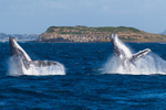 Double Breach Cook Is 0A3A3855