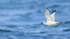 Juvenile Kittiwake flying, wings up, Snæfellsnes peninsula, Iceland