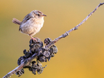 Falkland Grass Wren perched close, Carcass Island, Falklands