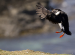 PUFFIN, ISLE OF MULL