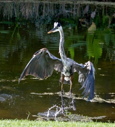 Great Blue Heron _0080