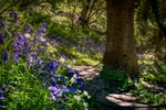 z4191 Springtime Flowers, America Wood