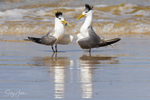 Crested Terns portfolio