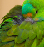 Green Parrot 2