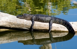 AnimalsCreatures 001