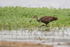 Limpkin with snail, Harns Marsh, Florida