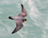 Peregrine (adult) in flight along the cliffs at Durlston