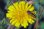 Hoverfly species